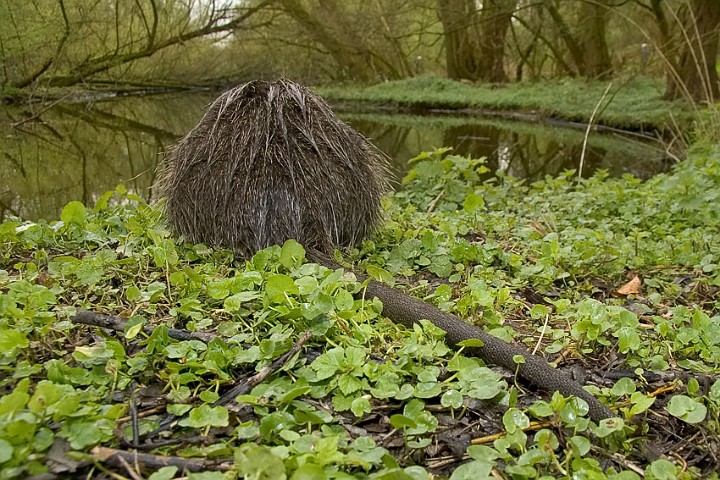 Nutria Biberratte Myocastor coypus